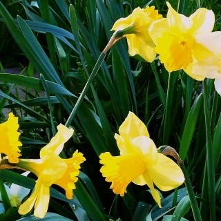 Daffodils down the allotment